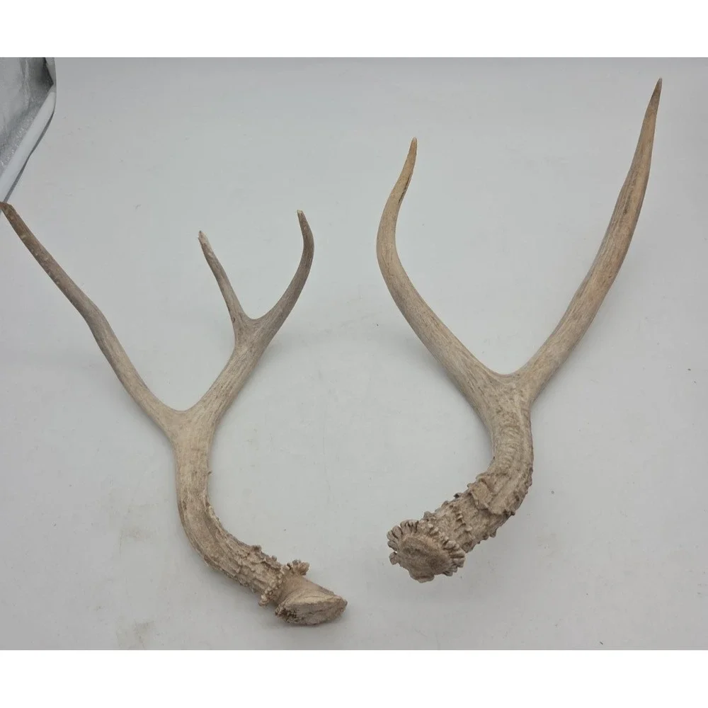 Deer Antler Sheds 2 Point and 3 Point - Western CO Sheds - SEE DESCRIPTION